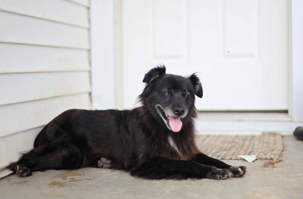 How to Stop Male Dog from Marking in House Dogcattalk