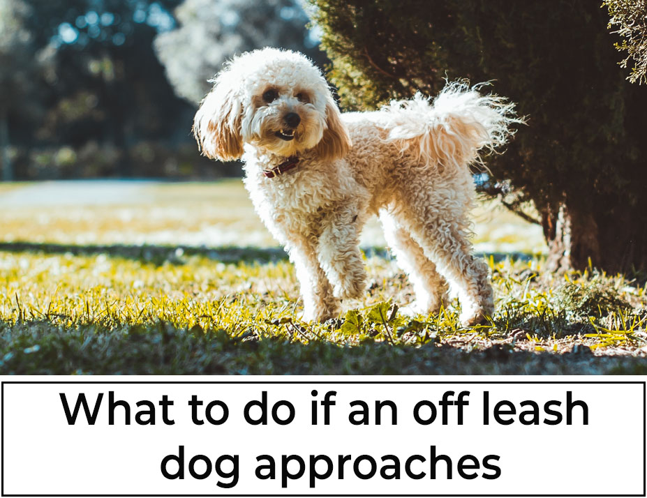 what to do if an off leash dog approaches