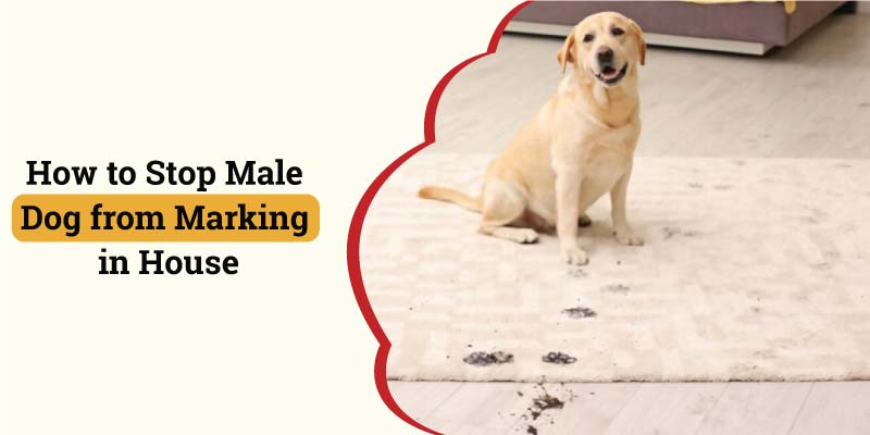 How to Stop Male Dog from Marking in House? The Easy Way - Dogcattalk