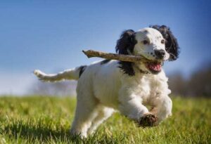 what to do if an off leash dog approaches