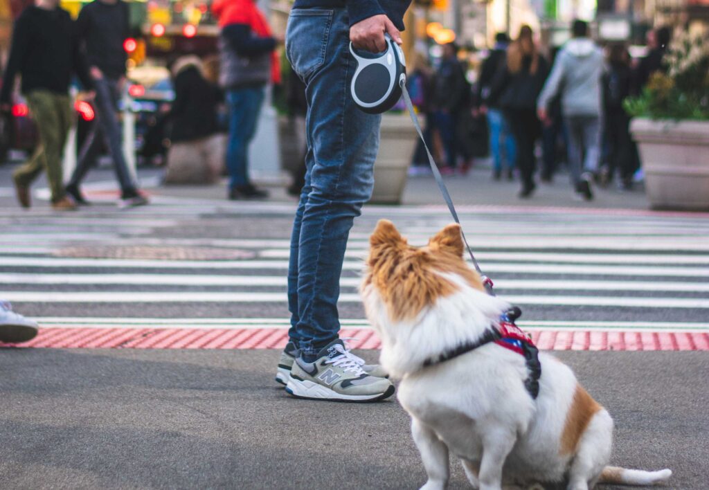 12 Best Retractable Dog Leash With Extensive Features Dogcattalk