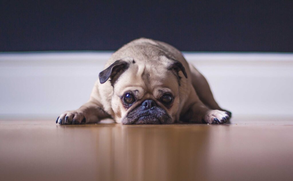 How to Keep Dogs Out of Litter box ? ( Facts You Should Know) Dogcattalk