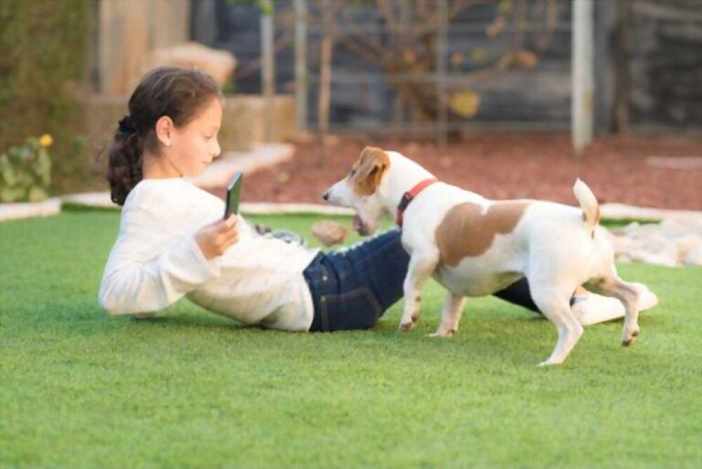 How Do Shock Collars Work? Are They Really Work? Dogcattalk