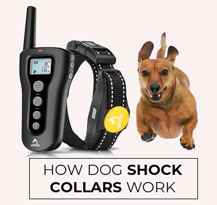 How Do Shock Collars Work? Are They Really Work? Dogcattalk