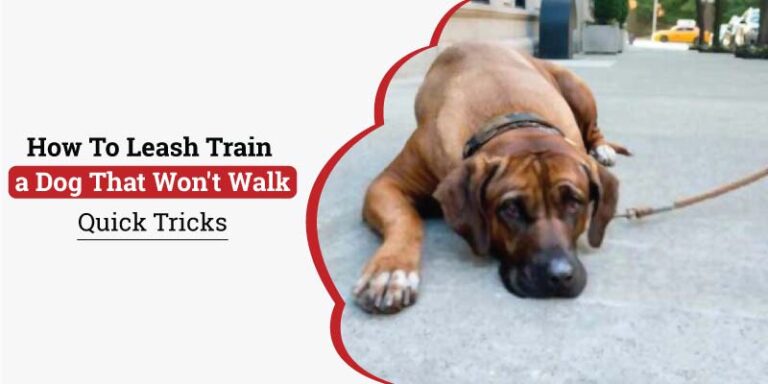 How-to-Leash-Train-a-dog-That-wont-walk