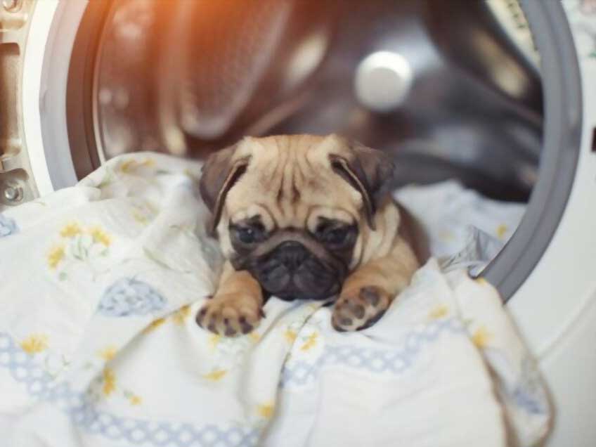 dog ate stuffing out of bed