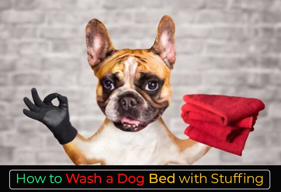 dog ate stuffing out of bed