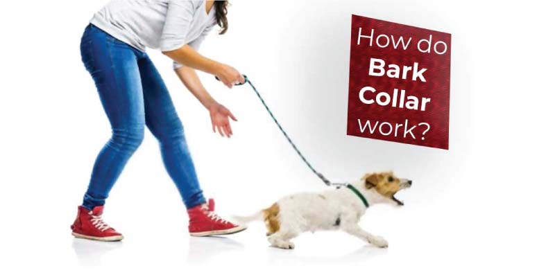 how-to-bark-collar-work