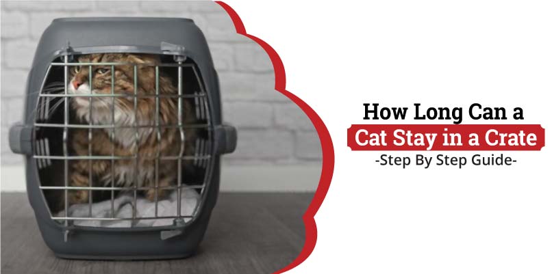 How-long-can-a-cat-stay-in-a-crate