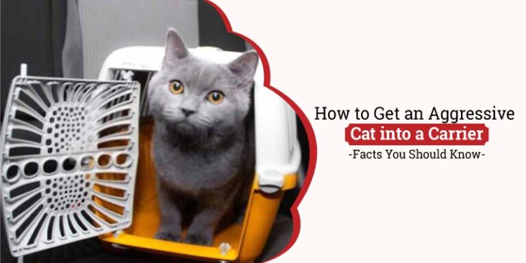 How to Get an Aggressive Cat into a Carrier? Facts You Should Know