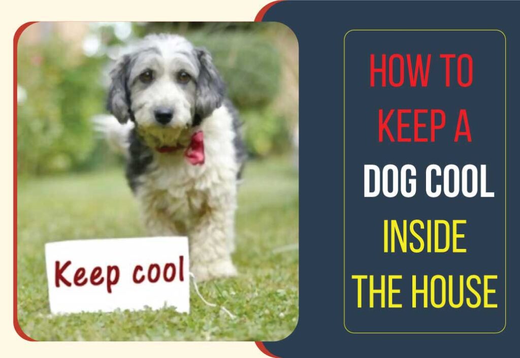 How to Keep a Dog Cool Inside The House 5 Tips That Really Work