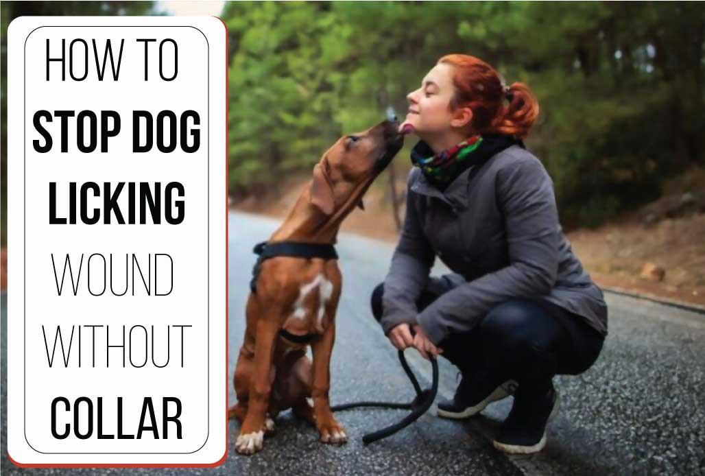 How to Stop Dog Licking Wound Without Collar