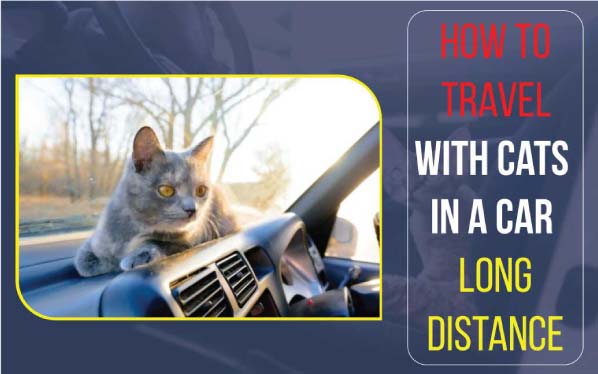 How-to-Travel-with-Cats-in-a-Car-Long-Distance-main-image