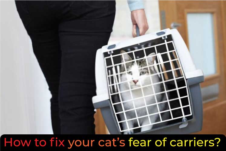 Picture of How to Get an Aggressive Cat into a Carrier? Facts You Should Know ...