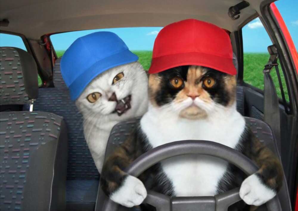 How to travel by roads with multiple cats​