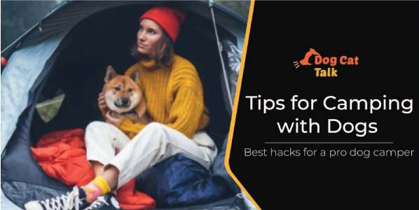 Tips-for-camping-with-dogs