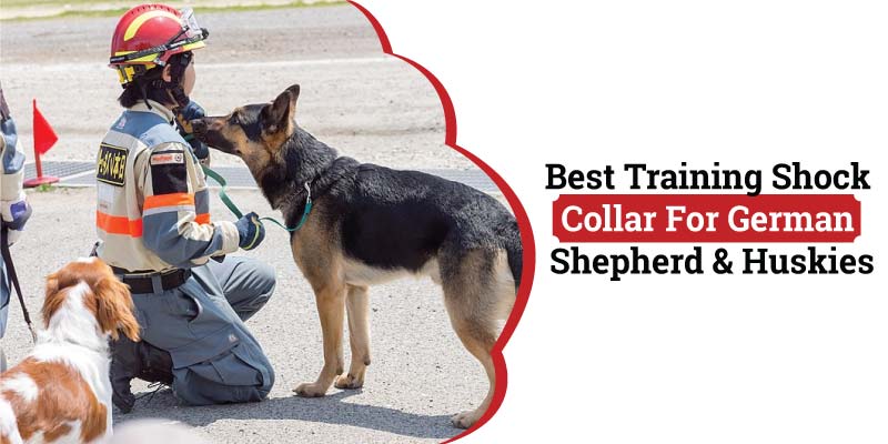 best-training-shock-collar-for-german-shepherd.jpg