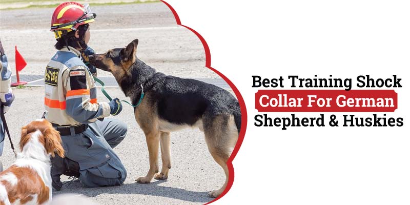 whats the best dog training shock collar