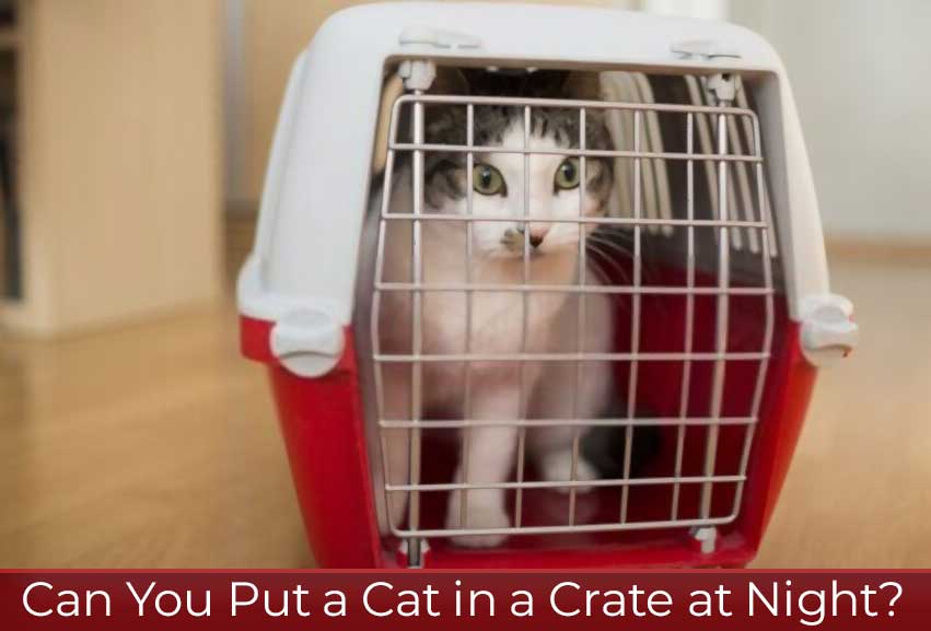 can-you-put-a-cat-in-a-crate-at-night