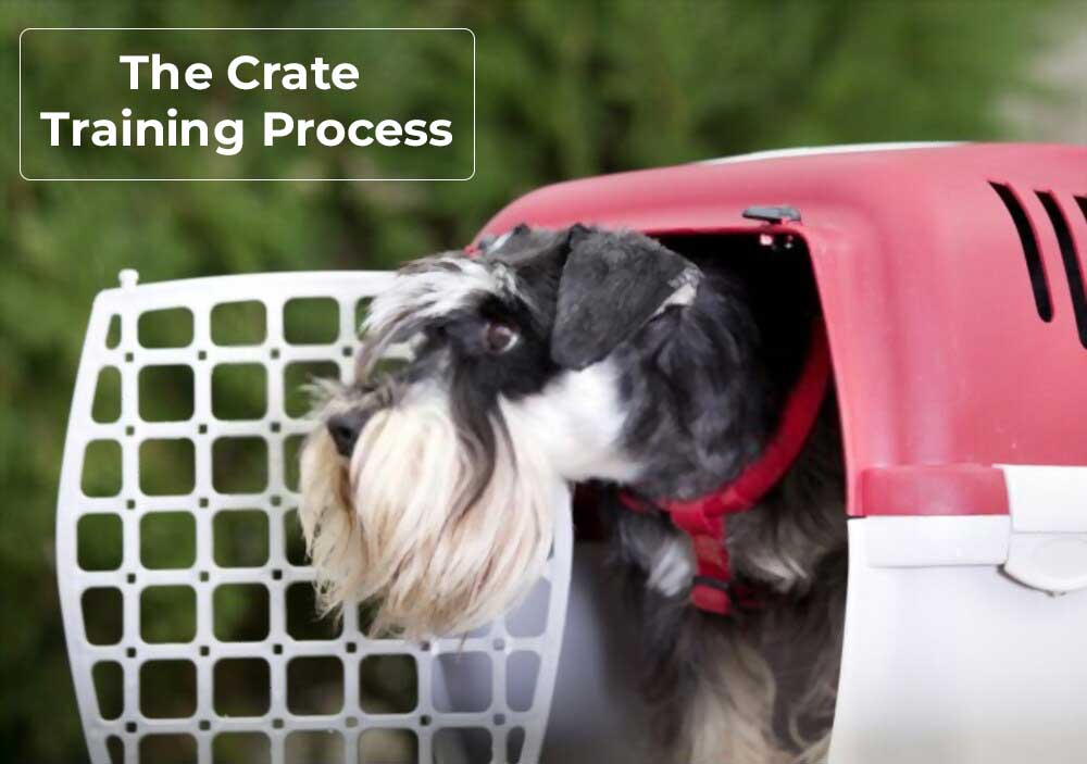 The crate training process