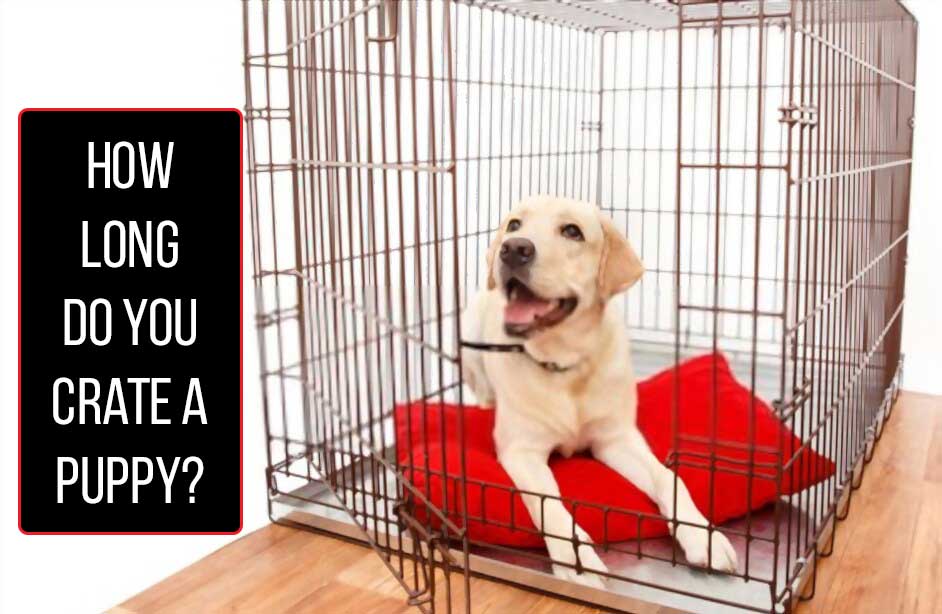 how long do you crate a puppy?