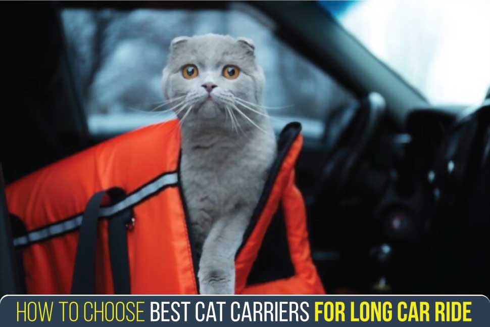 how-to-choose-best-cat-carriers-for-long-car-ride​