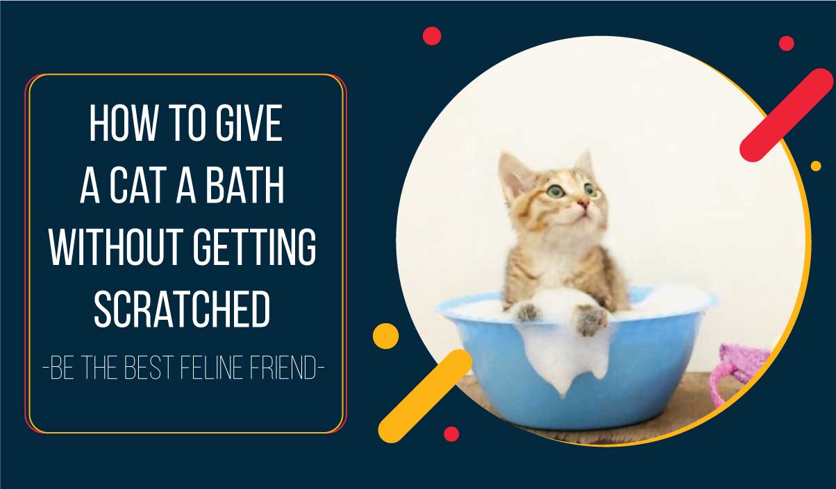 How to Give a Cat a Bath Without Getting Scratched Expert Guide Dogcattalk