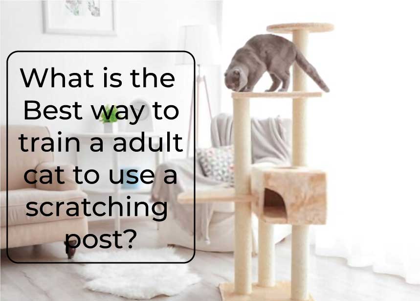 How to Train a Cat to Use a Scratching post Facts Revealed Dogcattalk