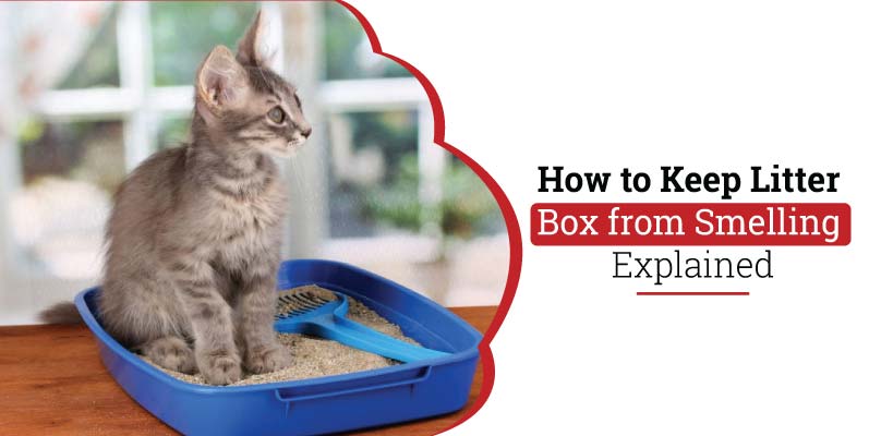 How to Keep Litter Box from Smelling | Explained - Dogcattalk