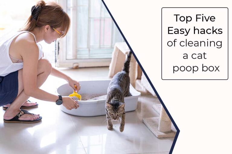 How to clean a litter box in an apartment (5 Five Easy Hacks) Dogcattalk
