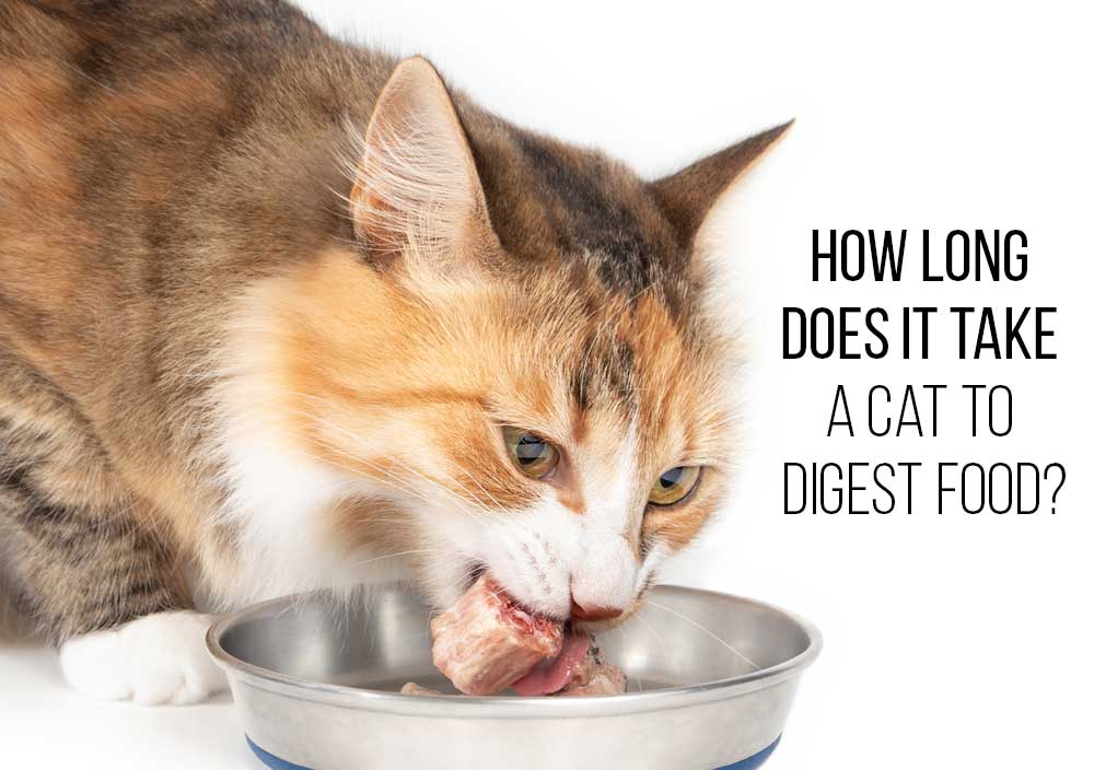 How Long Does It Take A Cat To Digest Food?