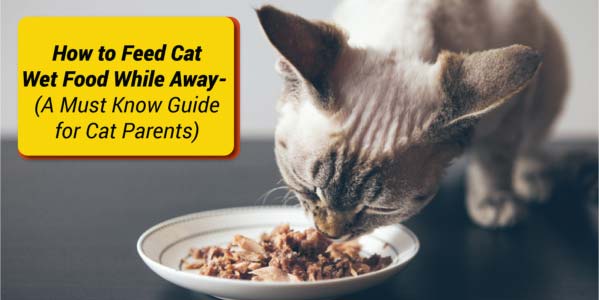 How-to-Feed-Cat-Wet-Food-While-Away-.jpg