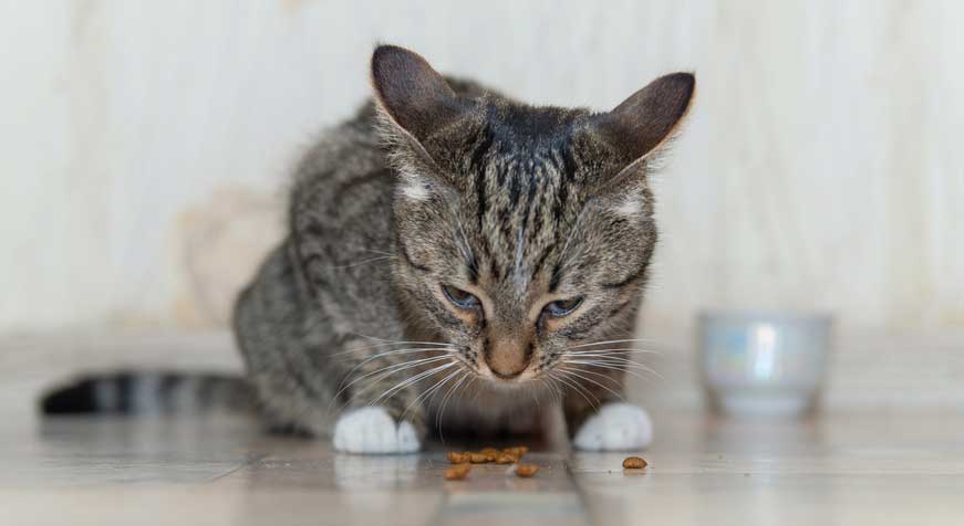 What happens If Your Cat Eats Aluminum Foil