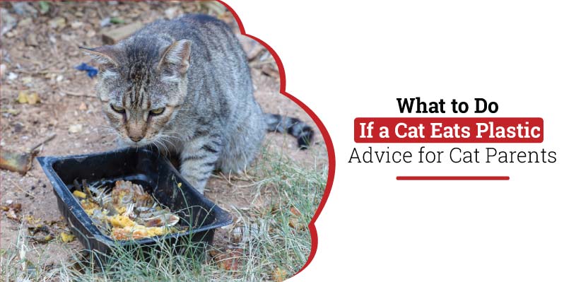 What-to-do-if-a-cat-eats-plastic