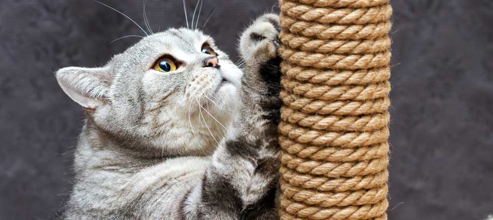 How to keep a Cat From Scratching a Neck Wound