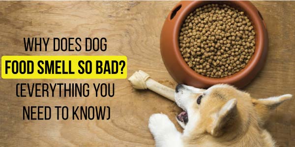 Why-Does-Dog-Food-Smell-So-Bad