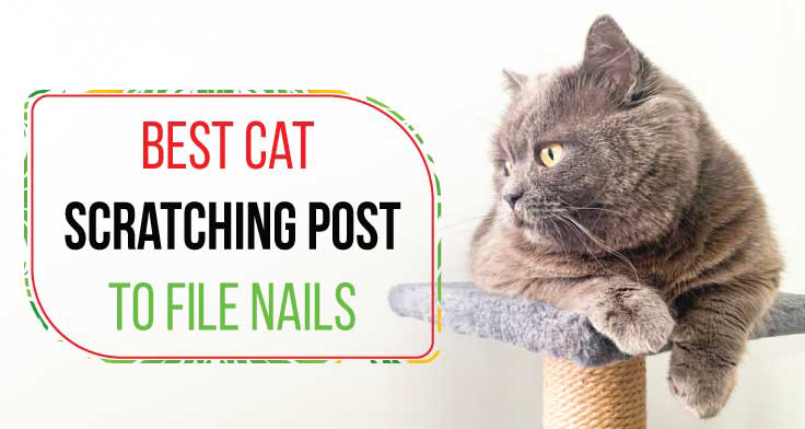 best cat Scratching post to file nails