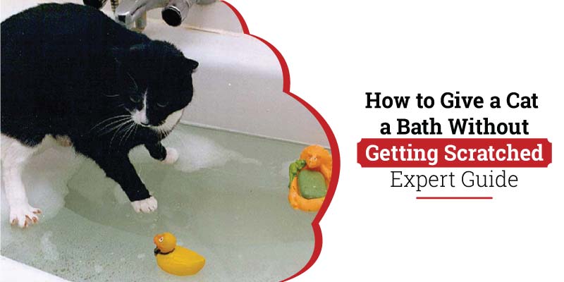 How-to-give-a-cat-bath-without-getting-scratched