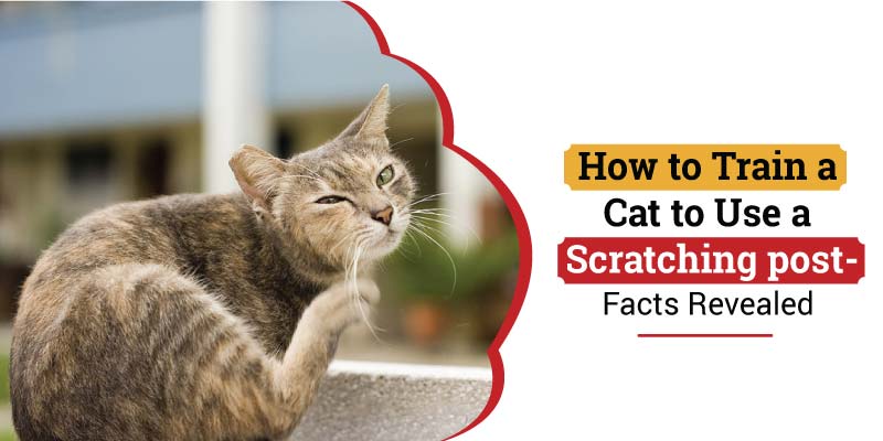 how to train a cat to use a scratching post