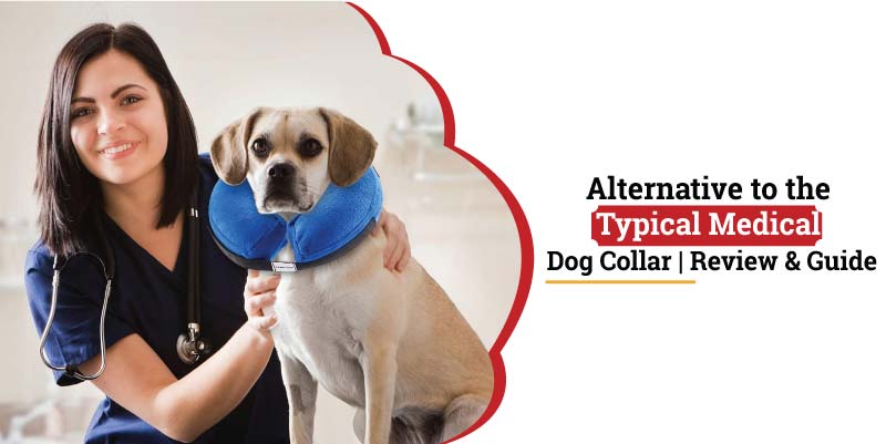 Alternative-to-the-typical-medical-dog-collar.jpg