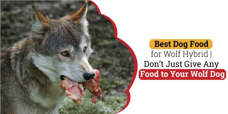 Best Dog Food for Wolf Hybrid