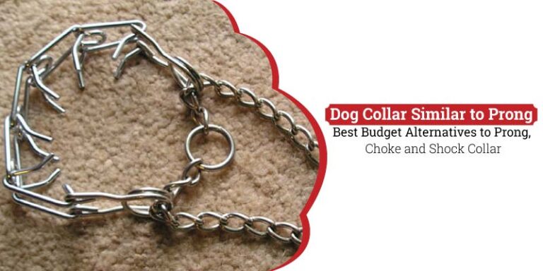 Dog-Collar-Similar-to-Prong