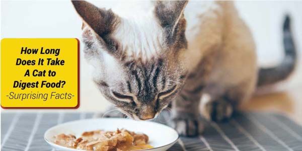 How-to-Feed-Cat-Wet-Food-While-Away-