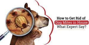 how to get rid of dog mites in house