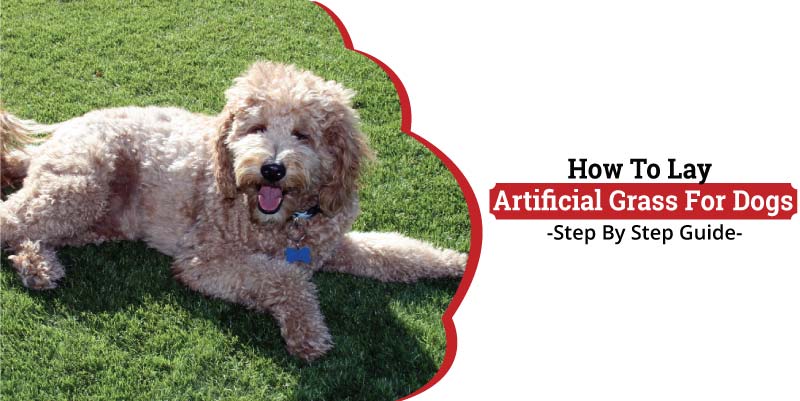 How To Lay Artificial Grass For Dogs