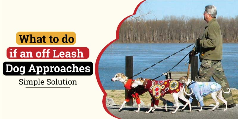 What to do if an off leash dog approaches