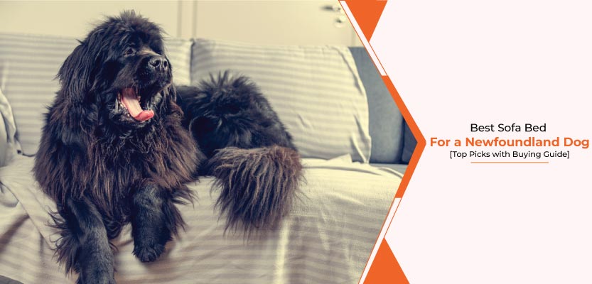 Best-sofa-bed-for-a-Newfoundland-dog