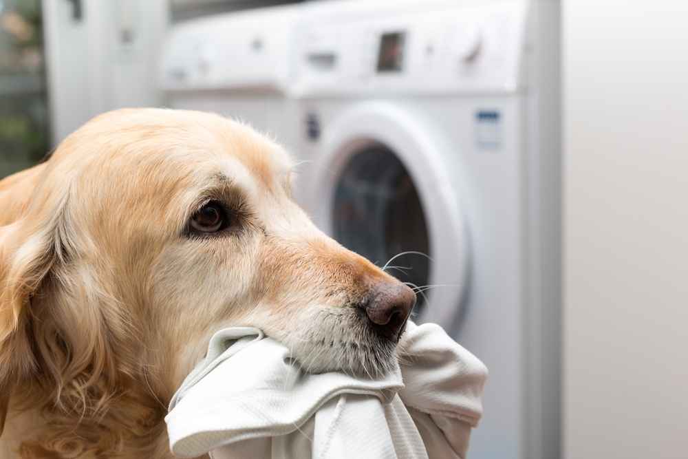 using a washing machine to clean your dogs bed