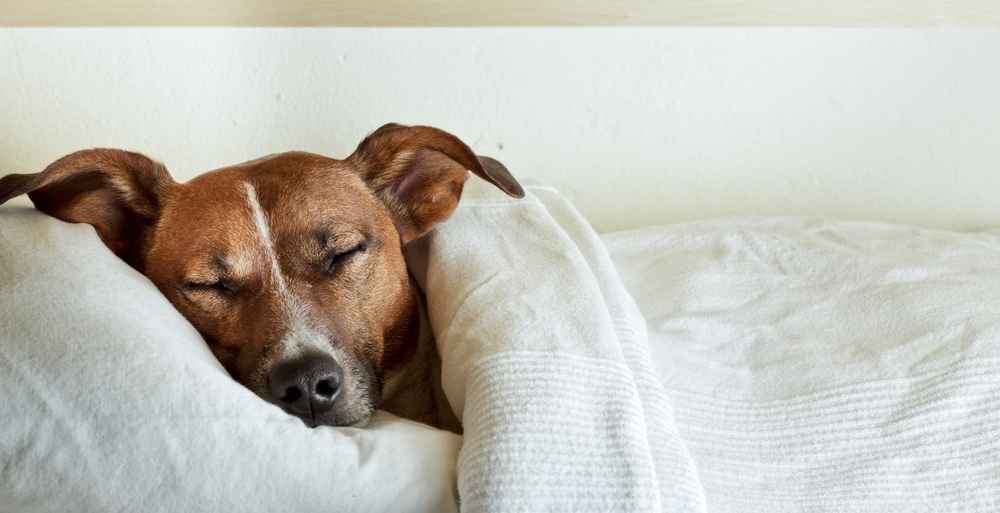 we explain how to wash a dog bed with stuffing