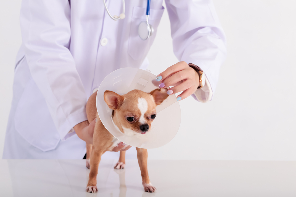 What Cream Can I Put on my Dogs Sore Bum? - Dogcattalk